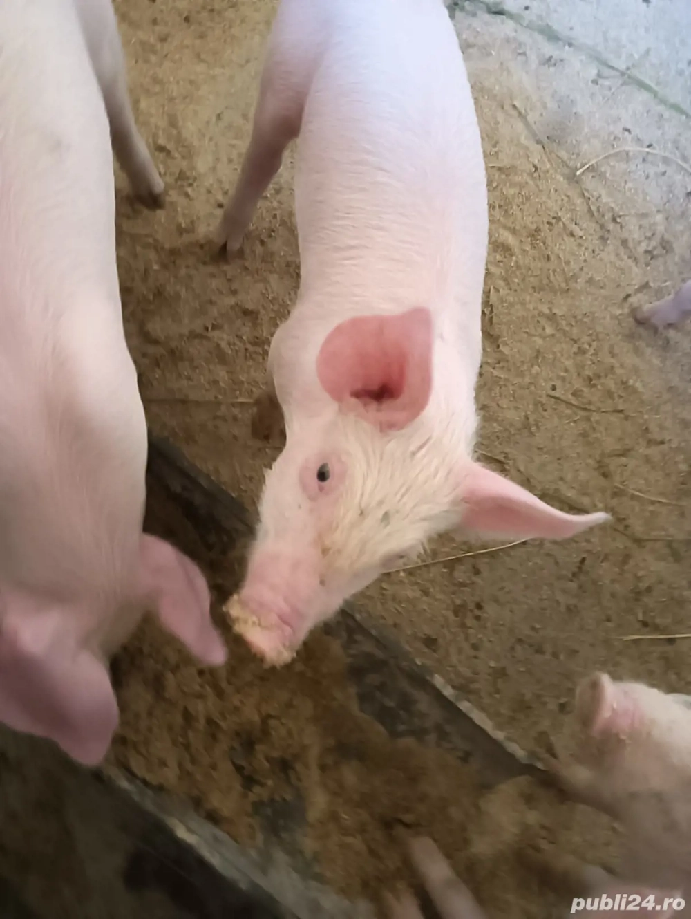 purceluși  purceluși