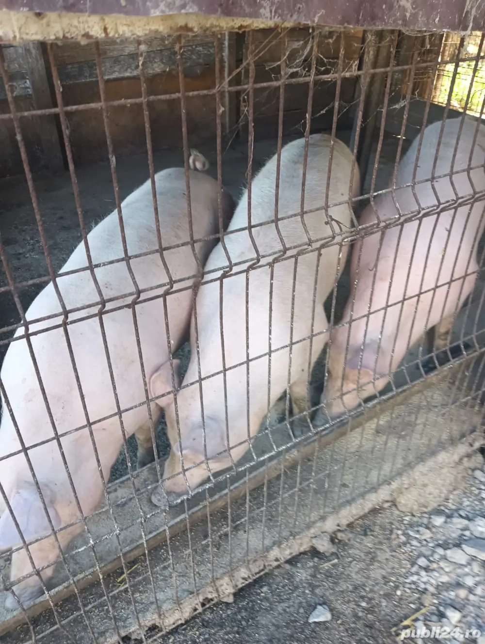 porci mari de vazare porci mari de vazare