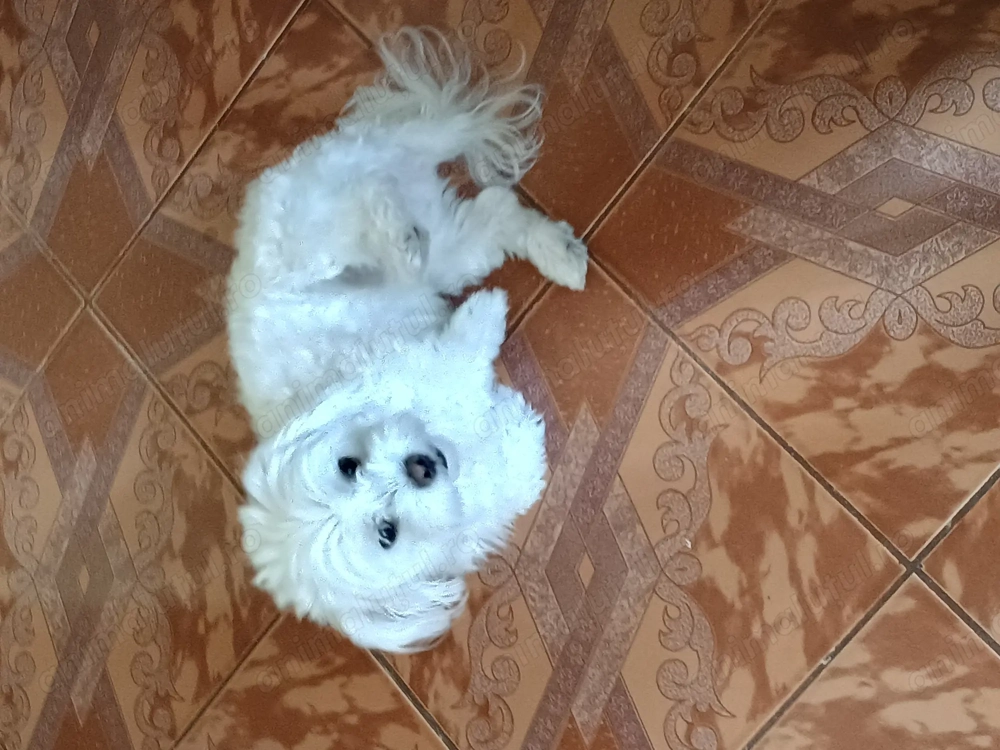 Vând cățelușe bison maltez 