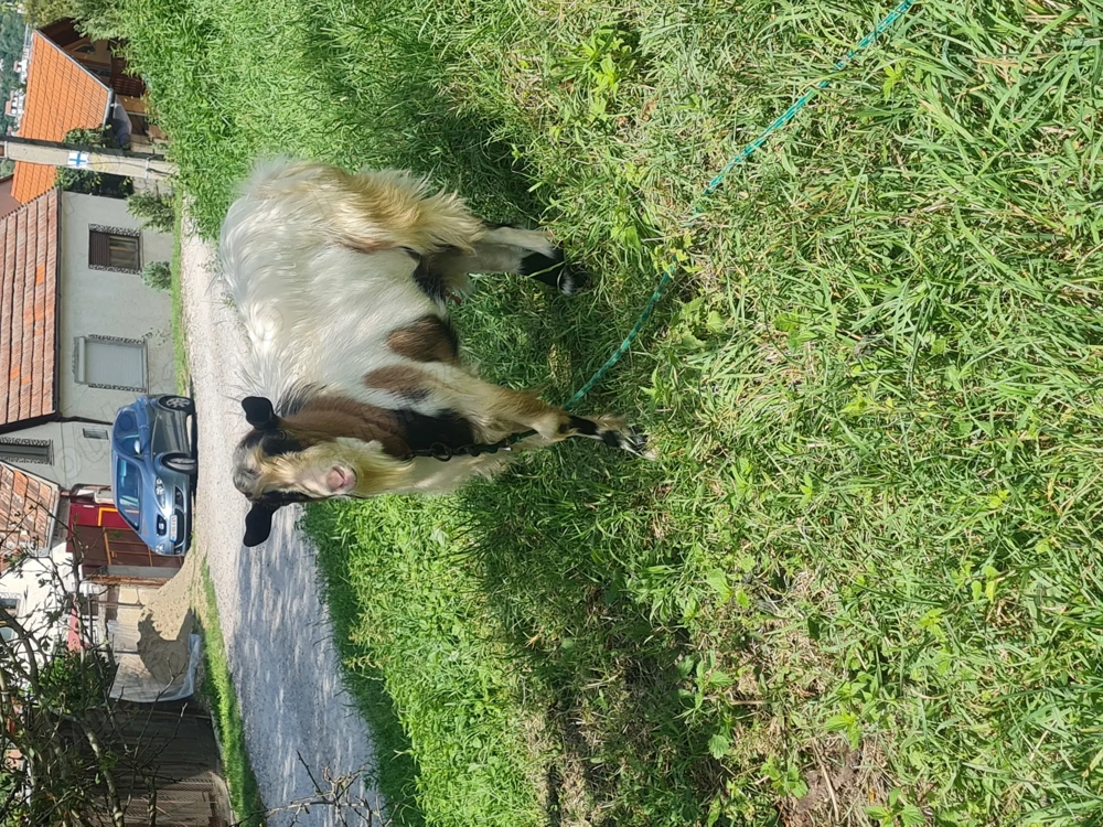 Vand tap de 1 an jumate