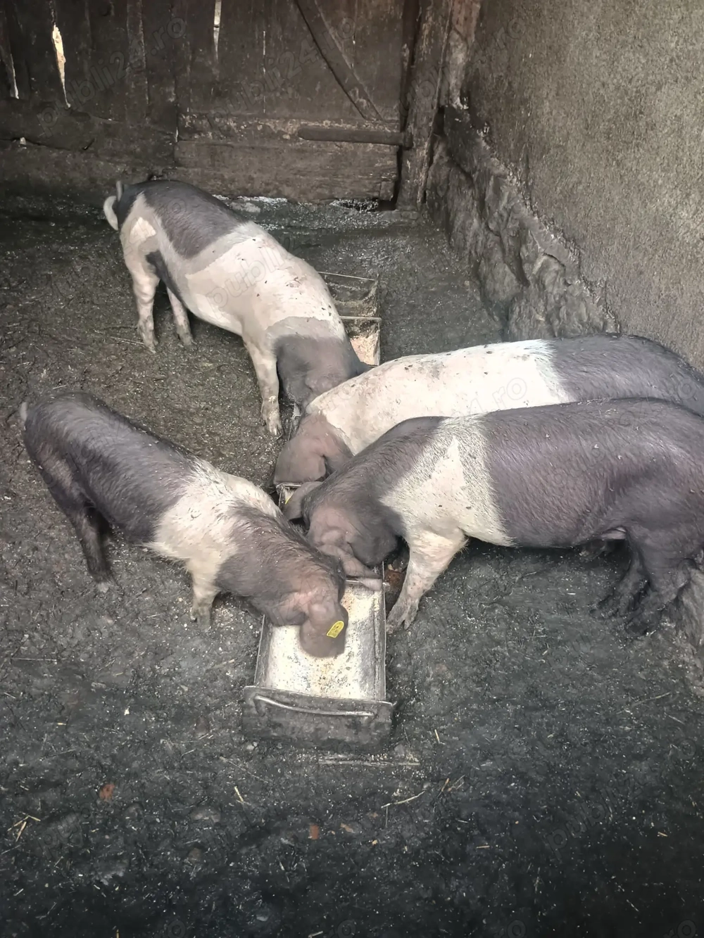 Vând purcei basna de 4 luni