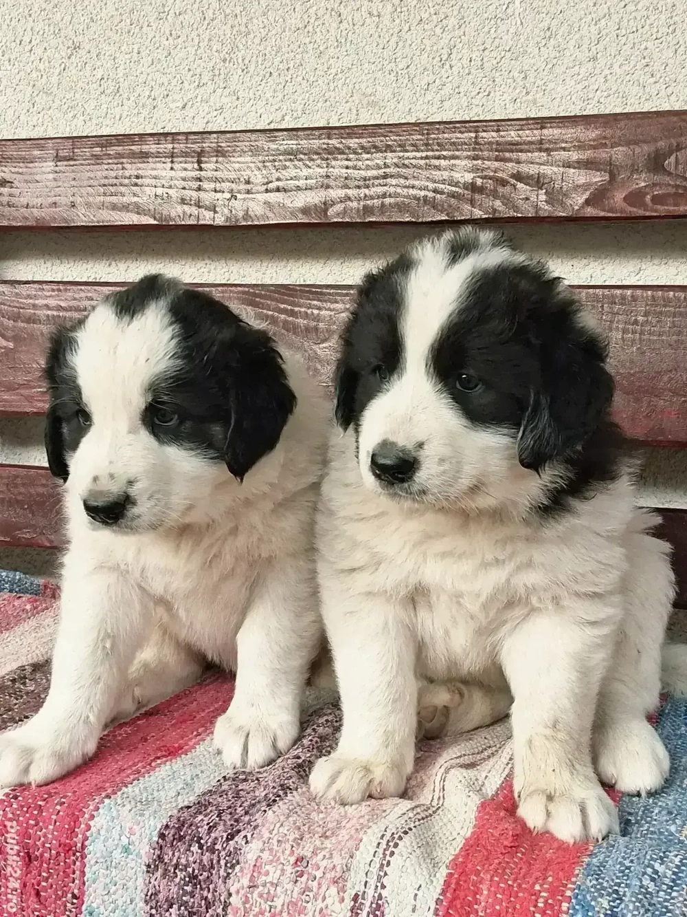 Ciobănesc de Bucovina  Ciobănesc de Bucovina