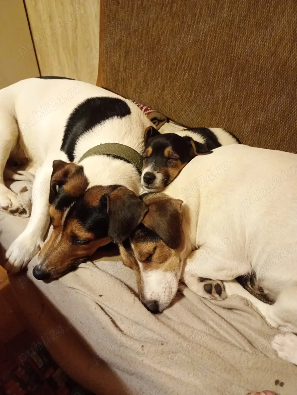 pui jack russel terrier
