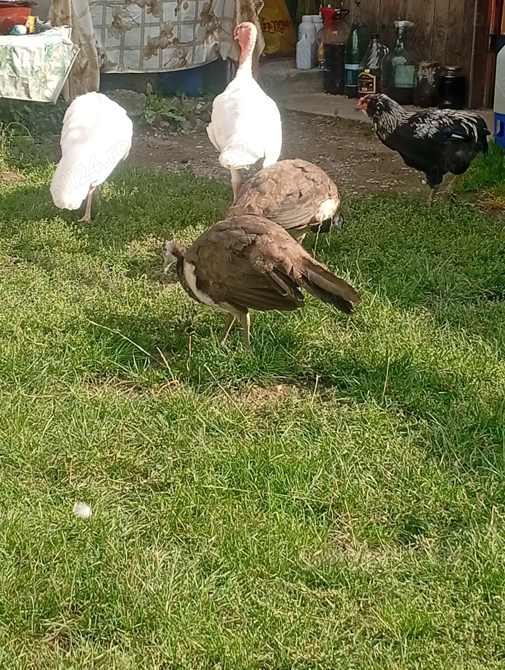 Vând păuni tineret și maturi