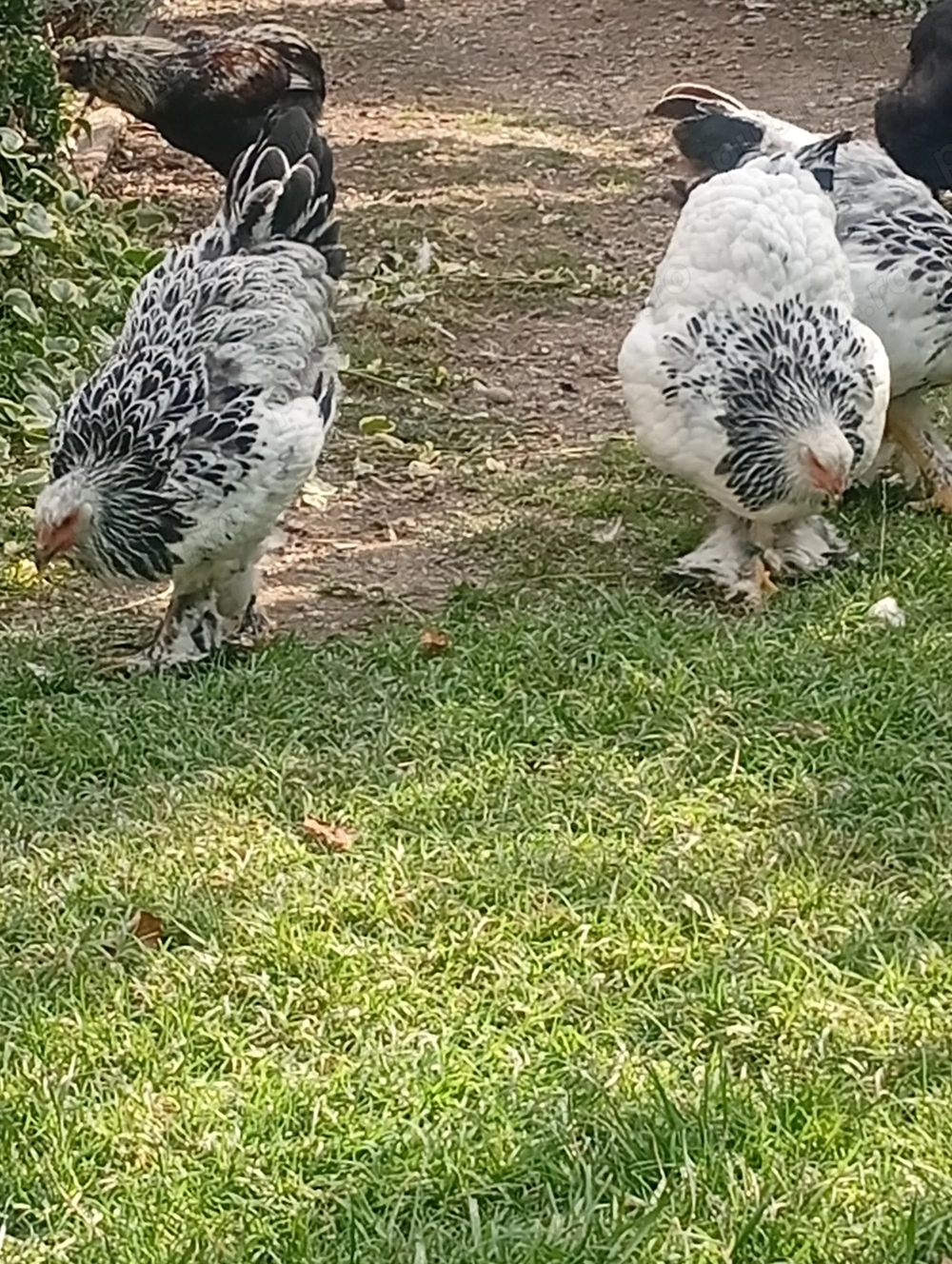 Vând găini din rasa brachman și araucana 
