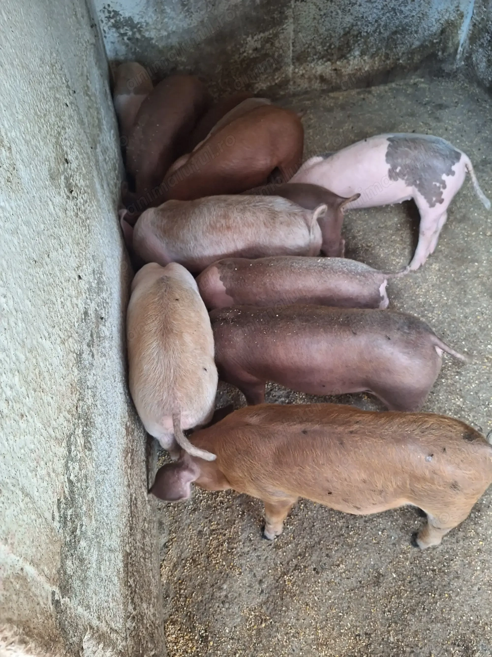 Purcei pentru cei interesați Purcei pentru cei interesați