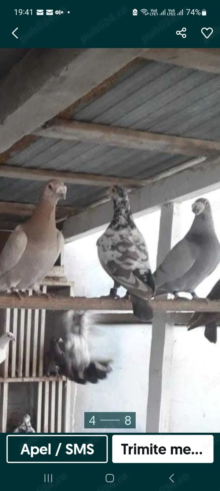 Vând porumbei m-ai multe rase Vând porumbei m-ai multe rase