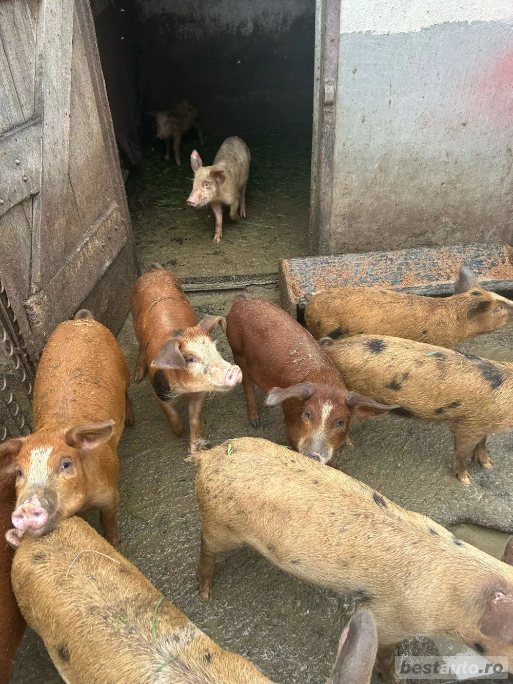 vand purcei de 16 saptamani 