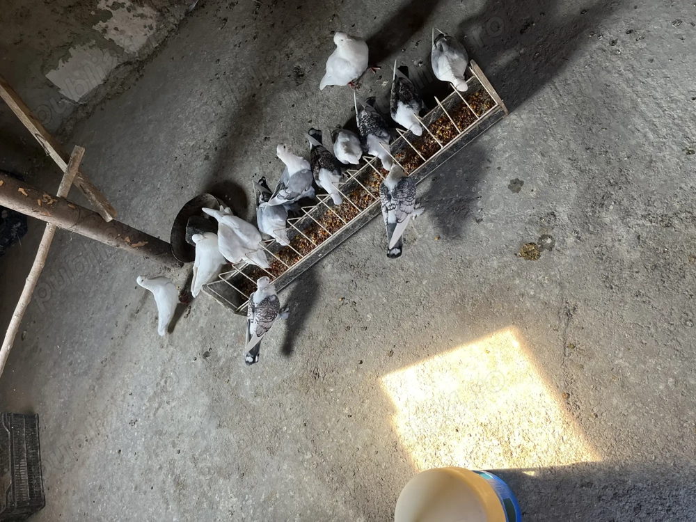 Vând sau schimb cu gaini pitice  Vând sau schimb cu gaini pitice