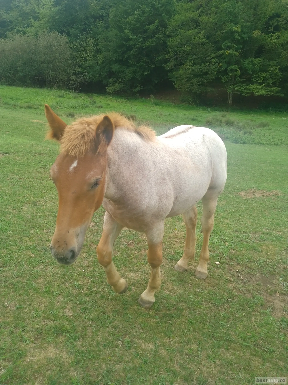 De Vânzare o Mânză și un Mânz  De Vânzare o Mânză și un Mânz