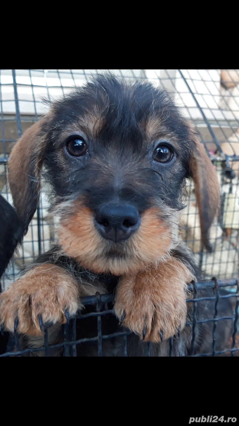 Caței Teckel sârmos Caței Teckel sârmos