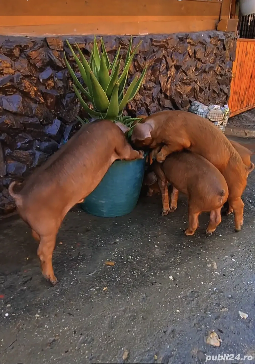 Scrofițe si Masculi Durok       Scrofițe si Masculi Durok