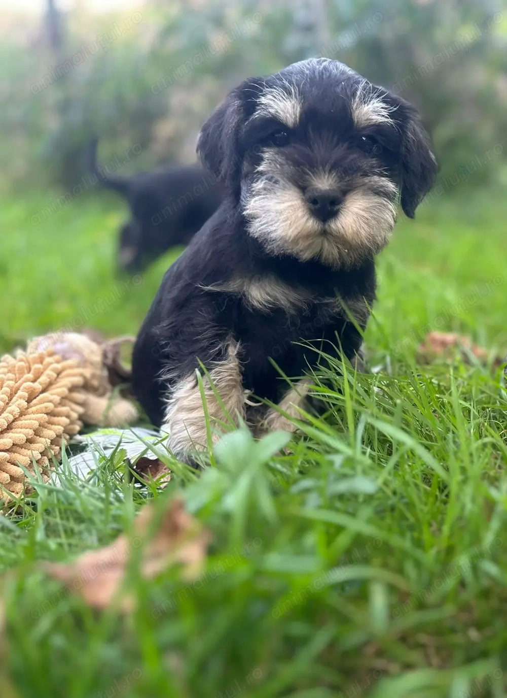 Căței Schnauzer pitic Căței Schnauzer pitic
