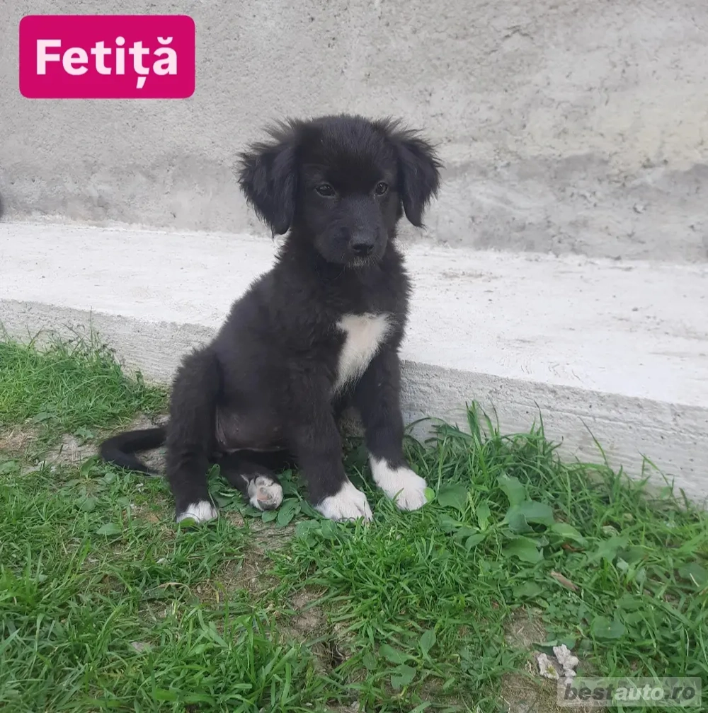 Cățeluși spre adopție [VACCINAȚI]