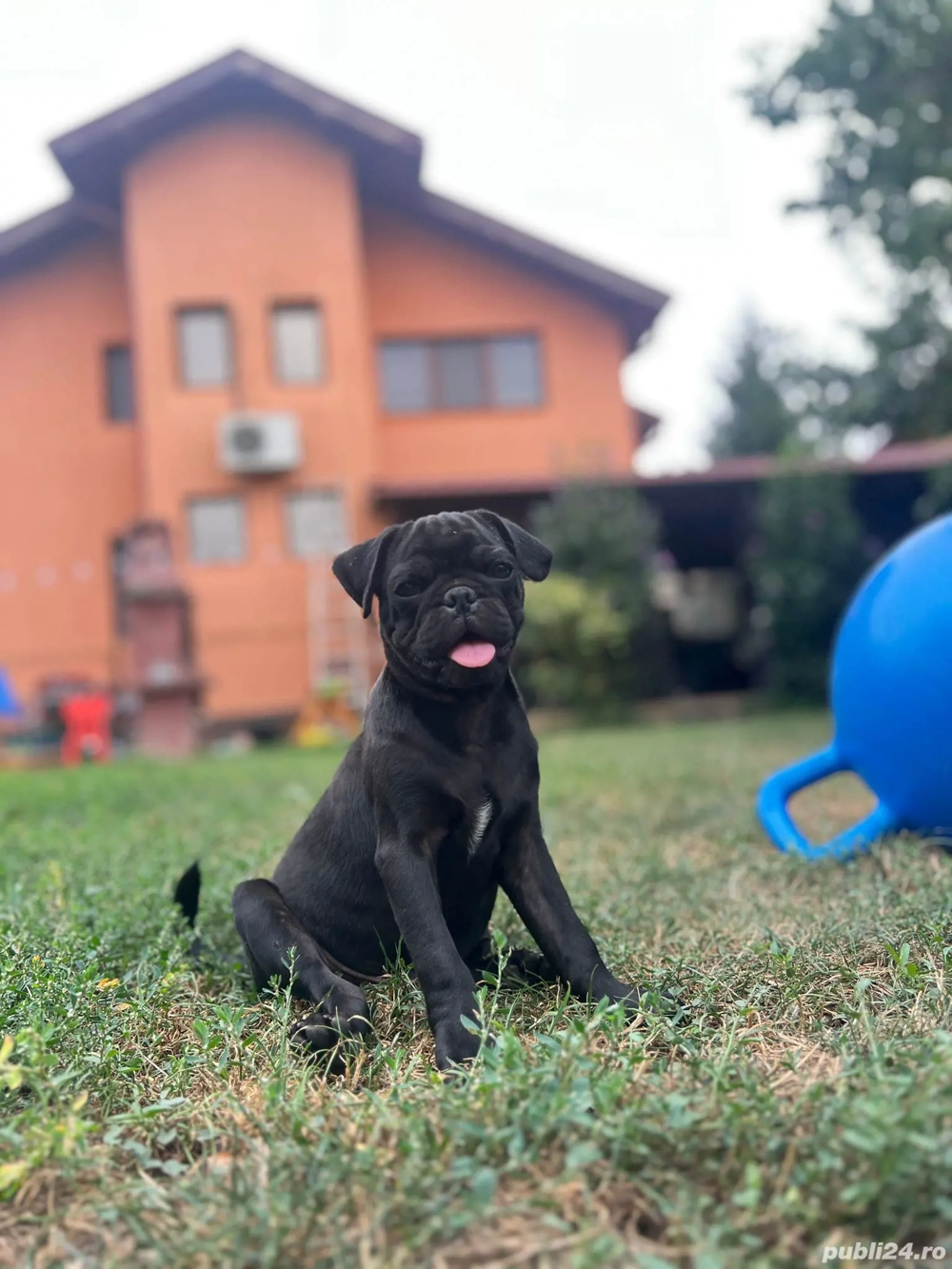 Pug, mops superb!  Pug, mops superb!