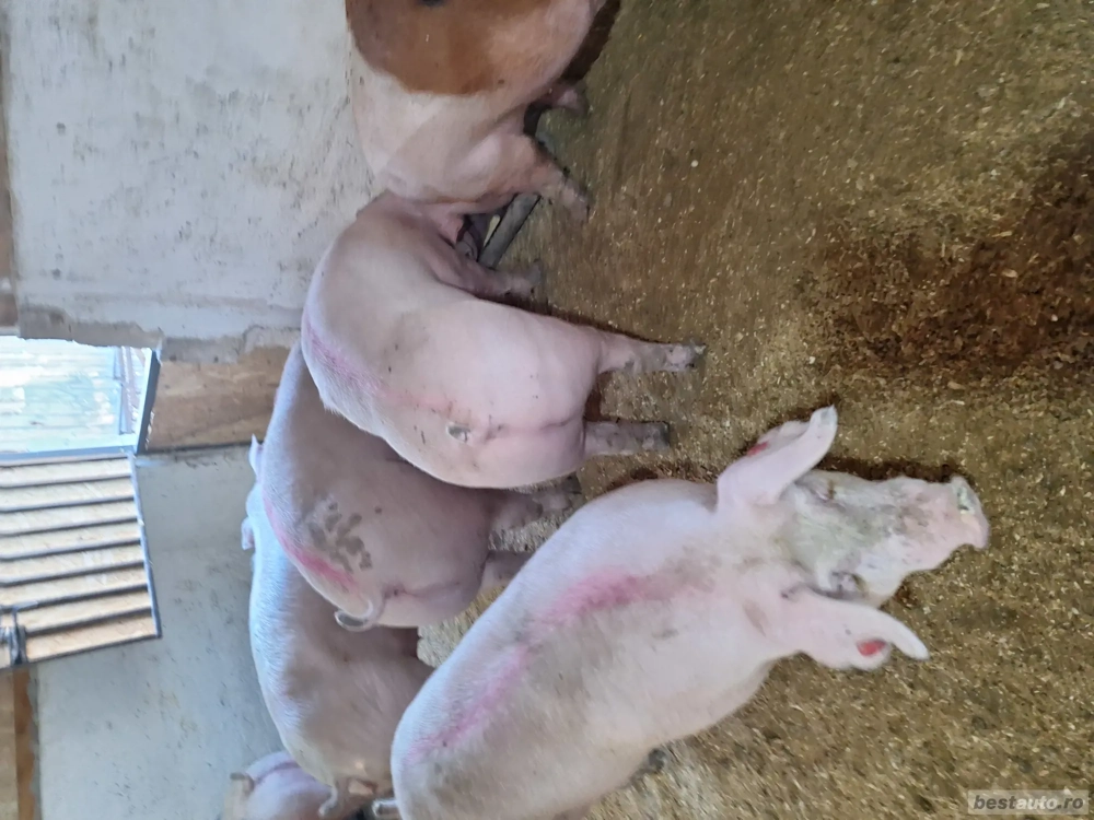 primesc arvune pentru Crăciun  primesc arvune pentru Crăciun