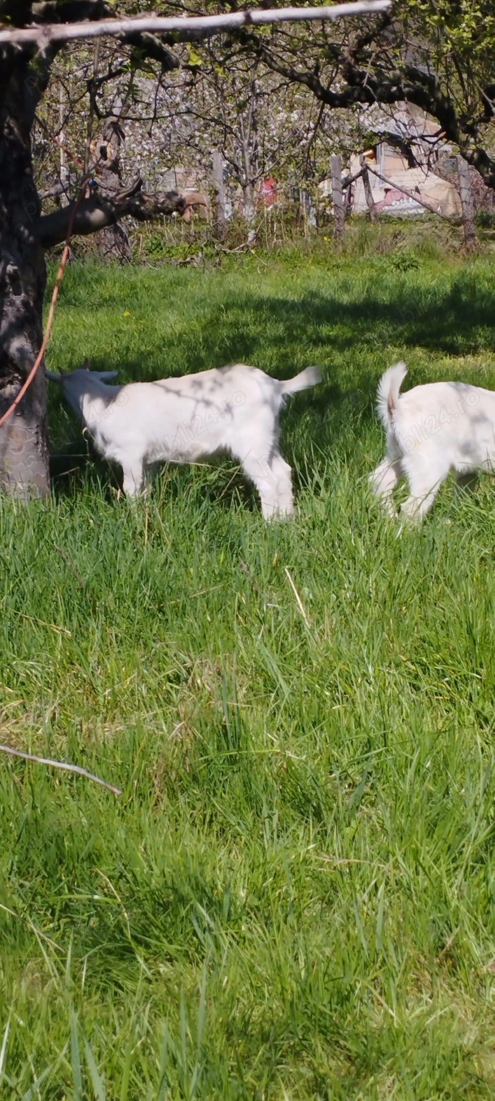 Iade sannen de vanzare Iade sannen de vanzare