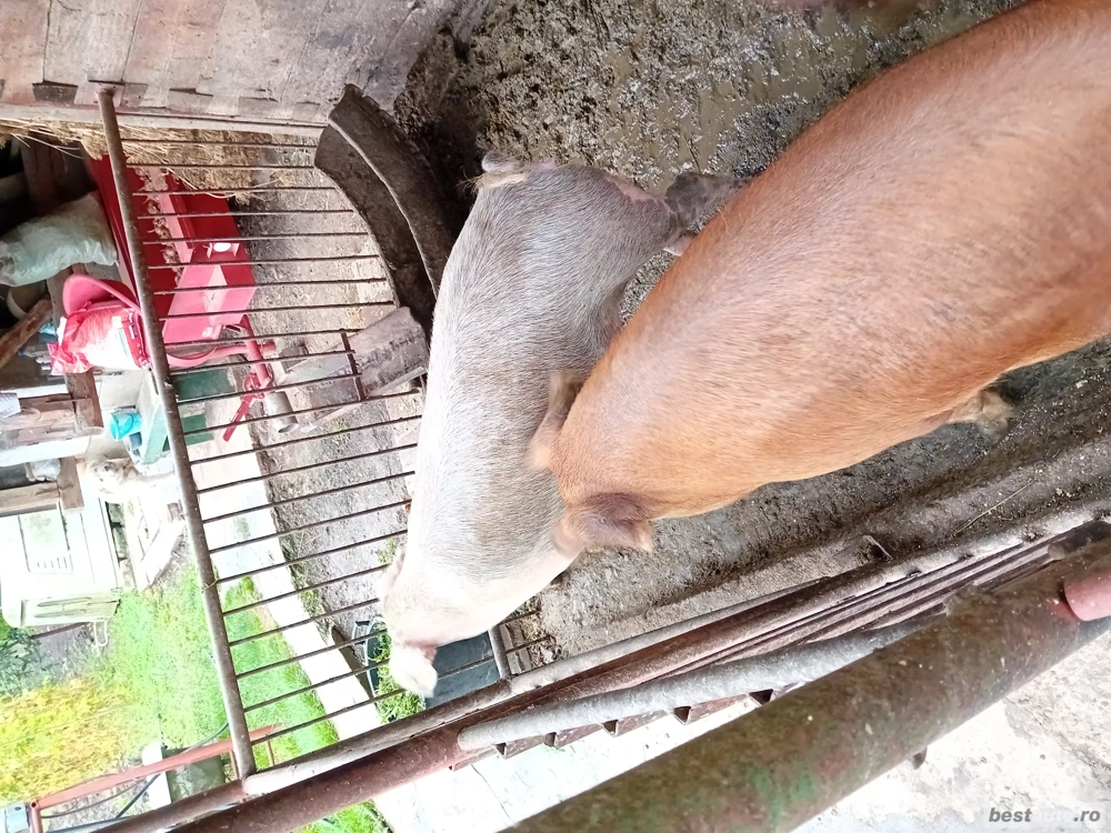 vand porc crescut bio