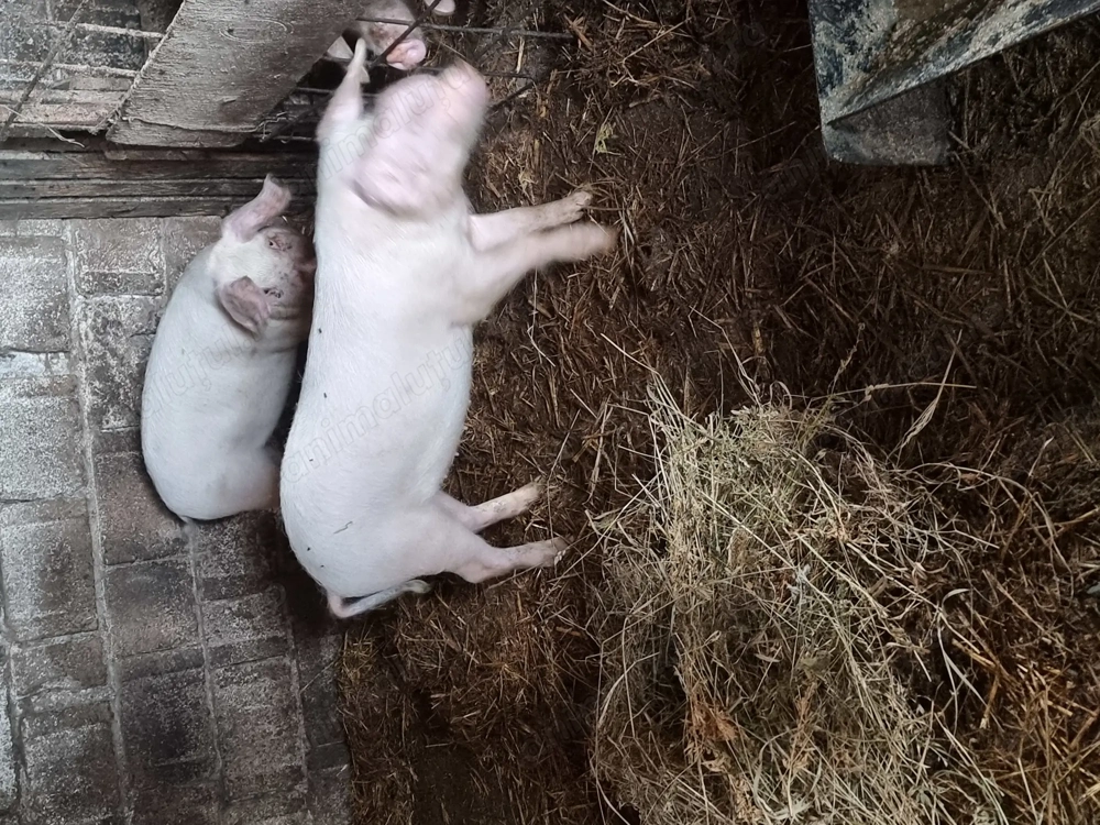 Trei șoldani  . Femele de 5 luni Trei șoldani  . Femele de 5 luni