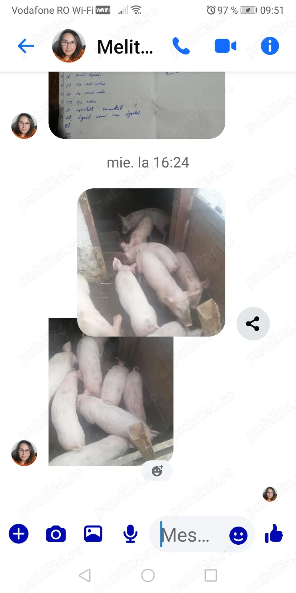 Purcei de rasa Purcei de rasa