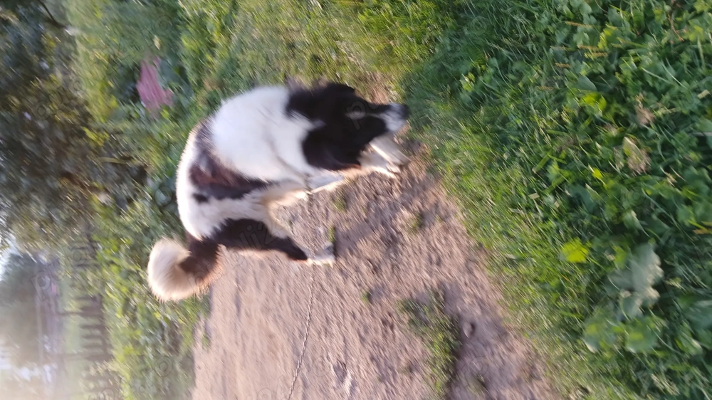 Vând ciobănesc de Bucovina  Vând ciobănesc de Bucovina