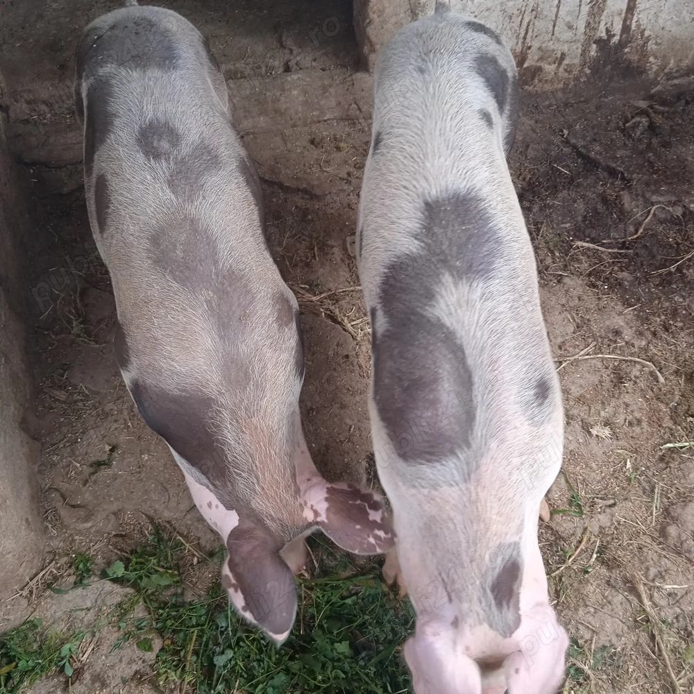 O purcea și un mascure castrat la 70 kg  O purcea și un mascure castrat la 70 kg