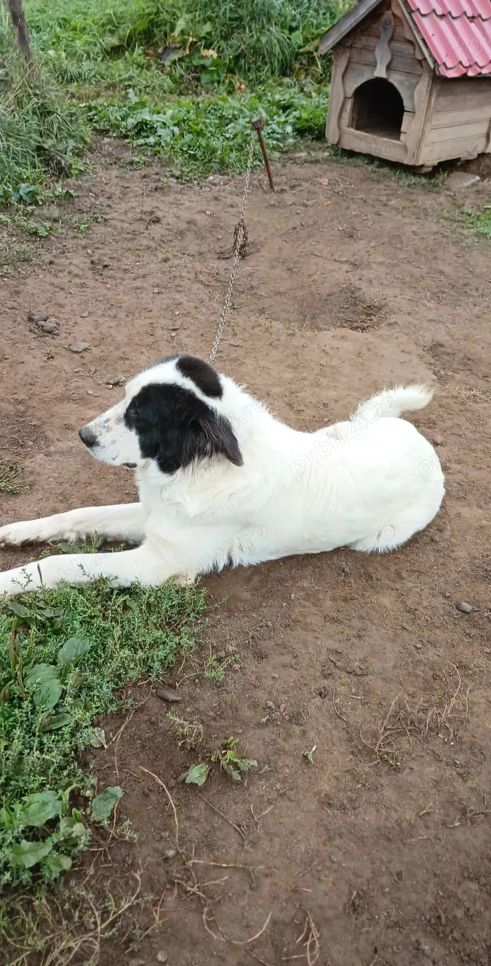 Ciobănesc de Bucovina  Ciobănesc de Bucovina