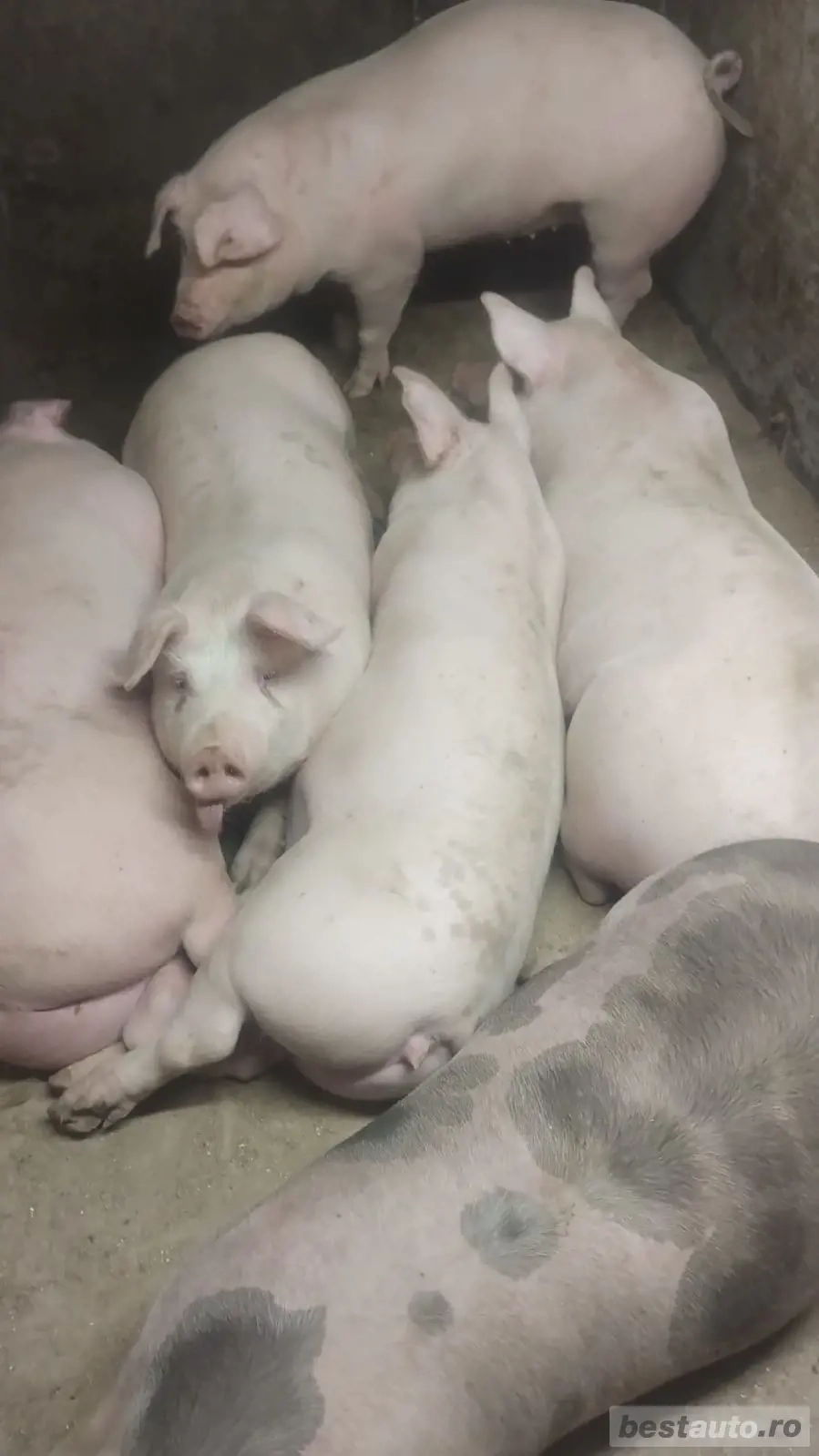 Vand porci de sacrificat Vand porci de sacrificat