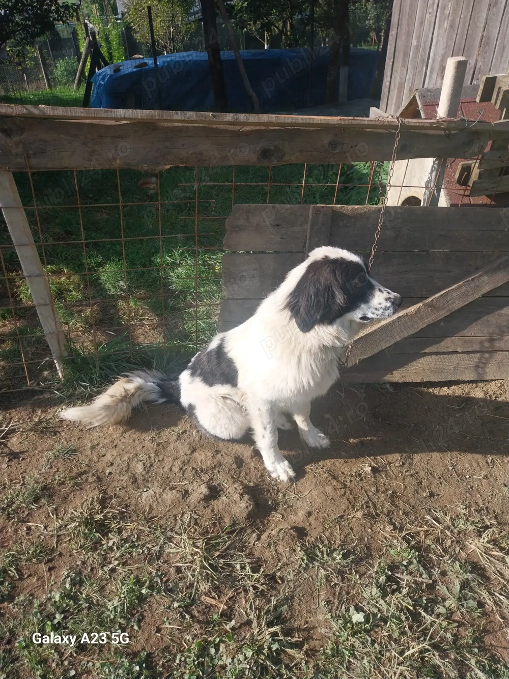 Donez cătelusa tanara Donez cătelusa tanara