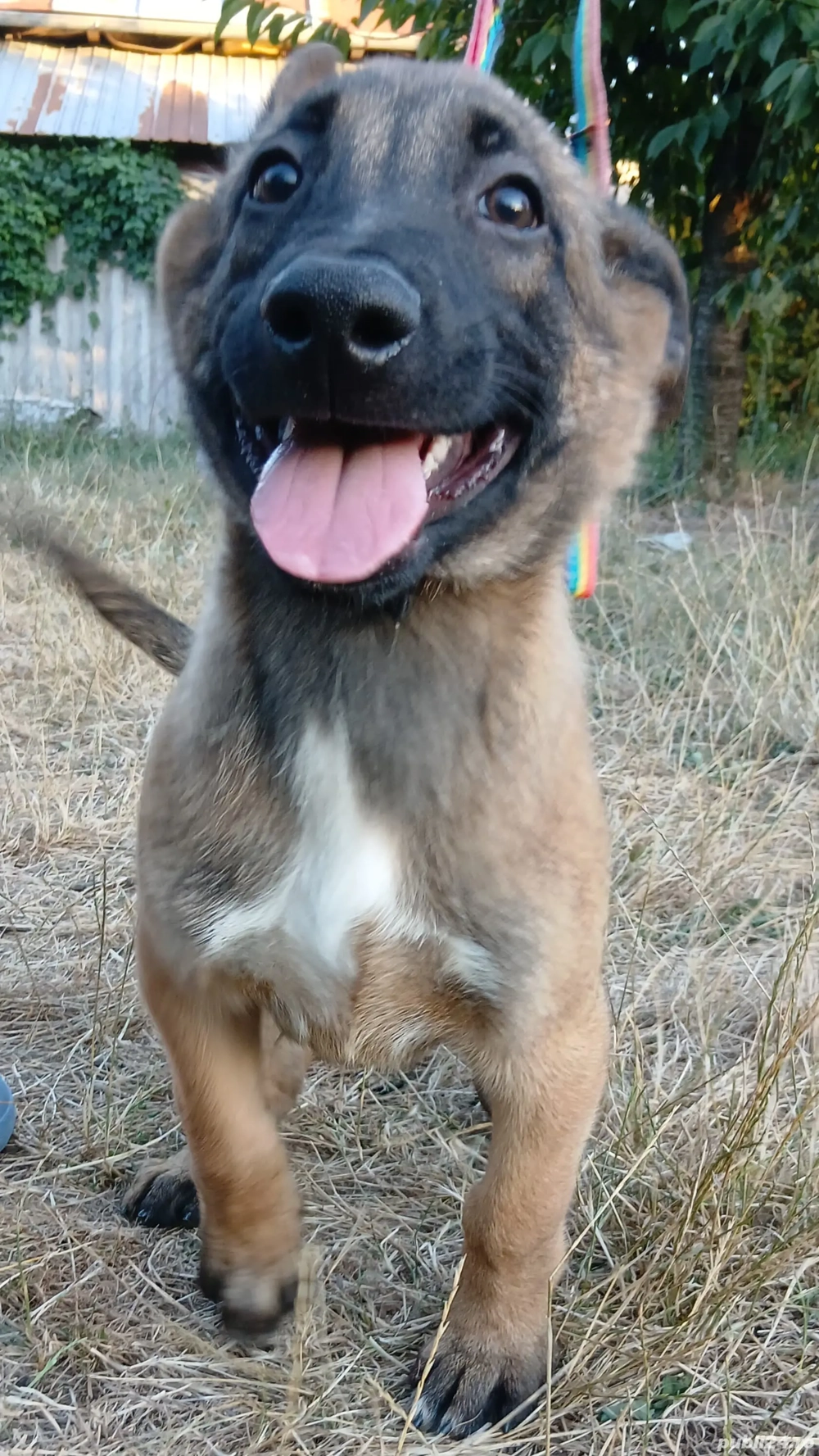 Cățeluși Belgian Malinois caută proprietari responsabili