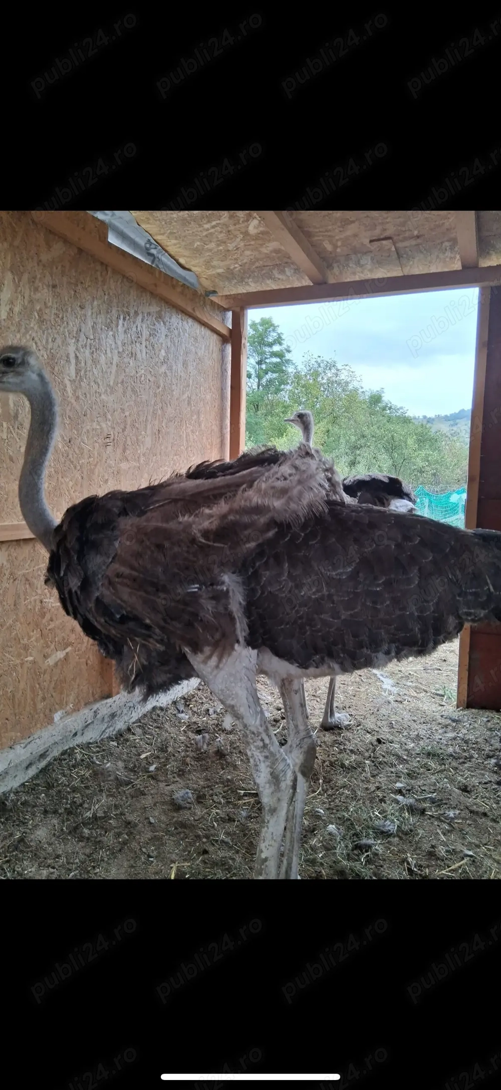 Vând struți   10 luni