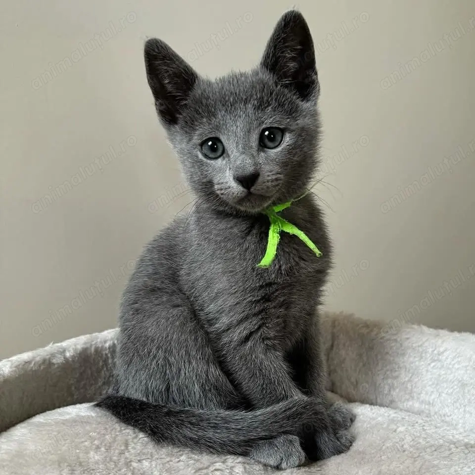 Albastru de Rusia femelă și mascul