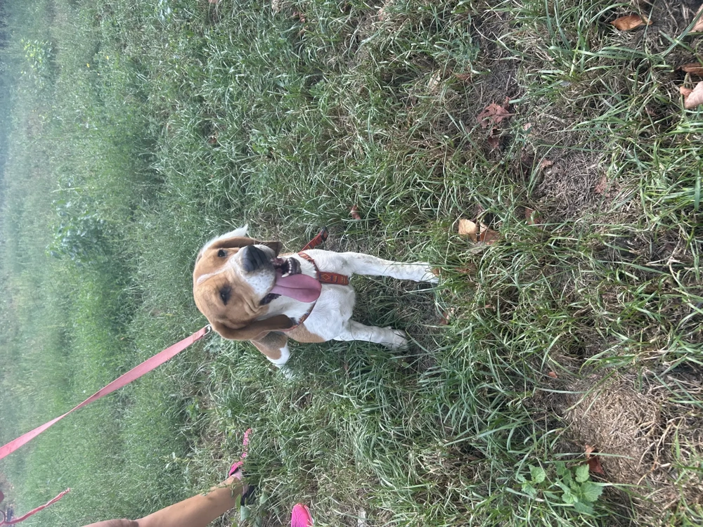 Femela Beagle tricolor cu cip și carnet de sănătate.