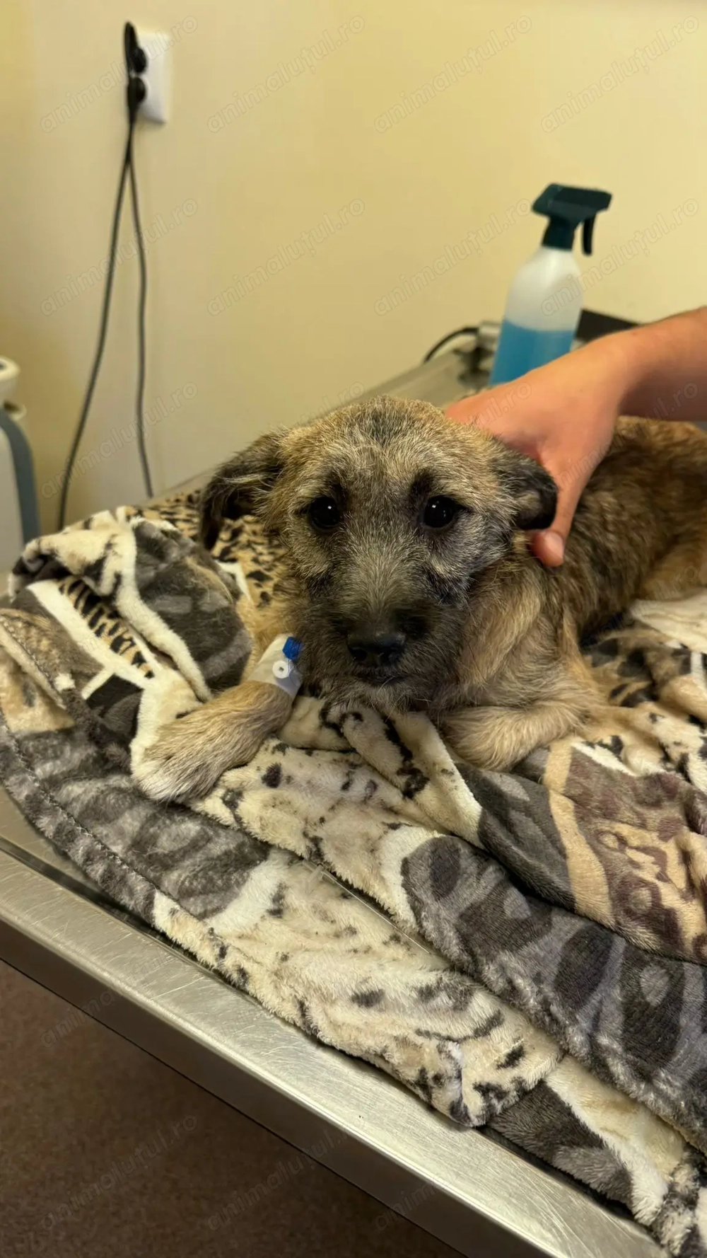 Catelusa 5 6 7 luni, 4.7kg care a invins parvoviroza.