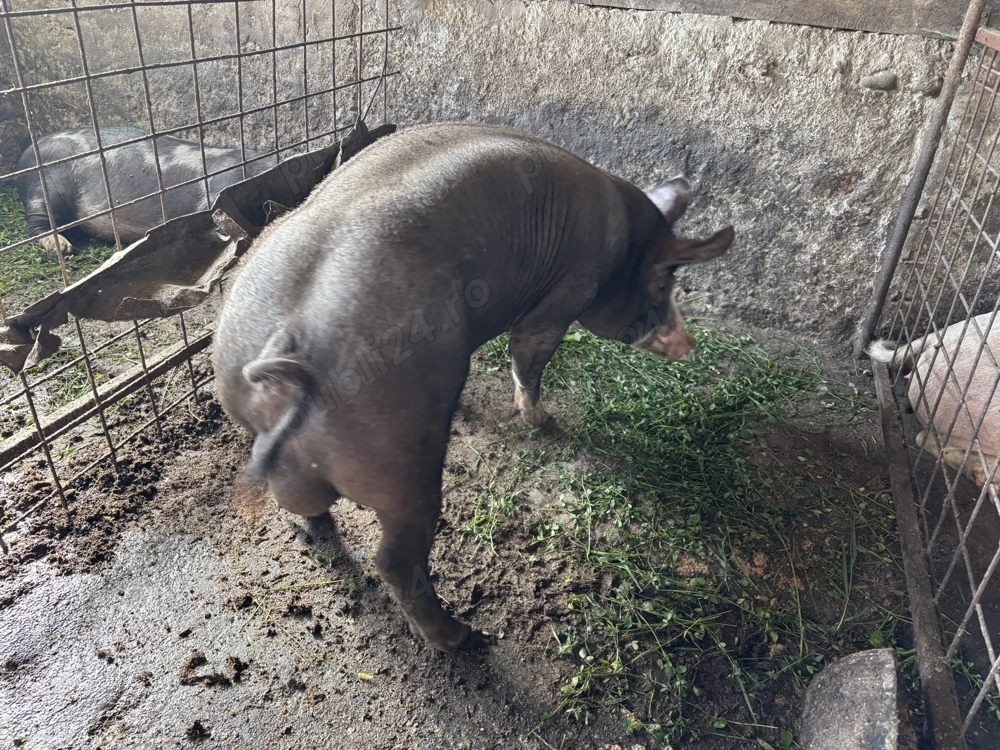 Vier de vânzare rasa de carne  Vier de vânzare rasa de carne