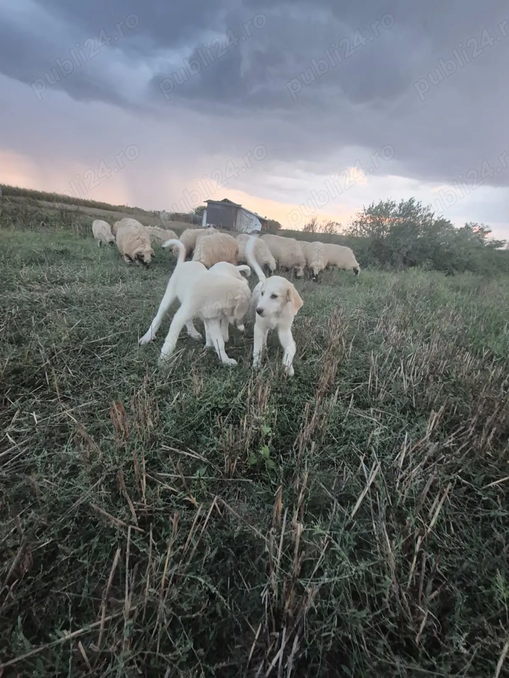 Vând cățelușe dr ciobănesc Bălan! Vând cățelușe dr ciobănesc Bălan!