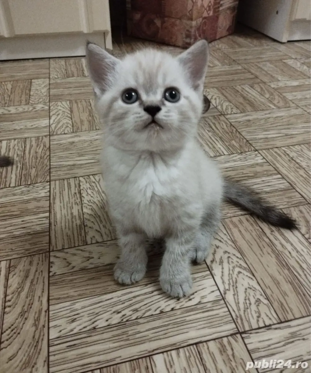 ragdoll mascul si femela 