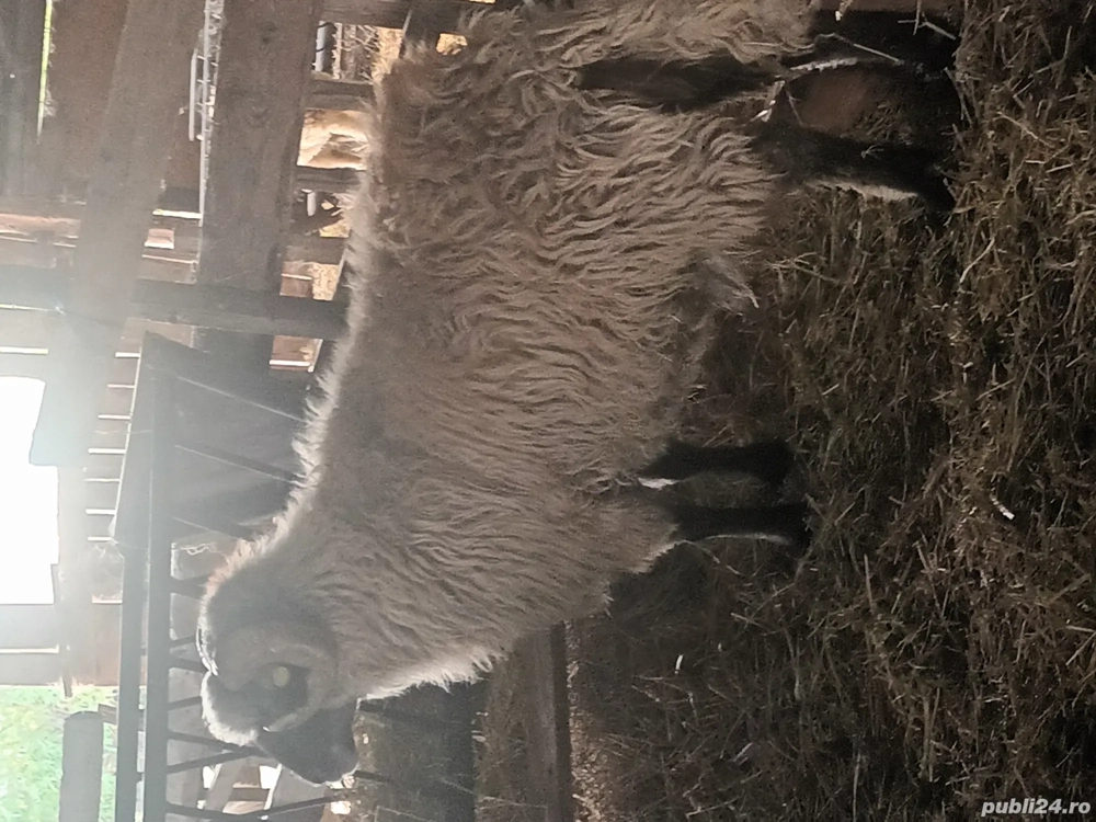 animale domestice animale domestice