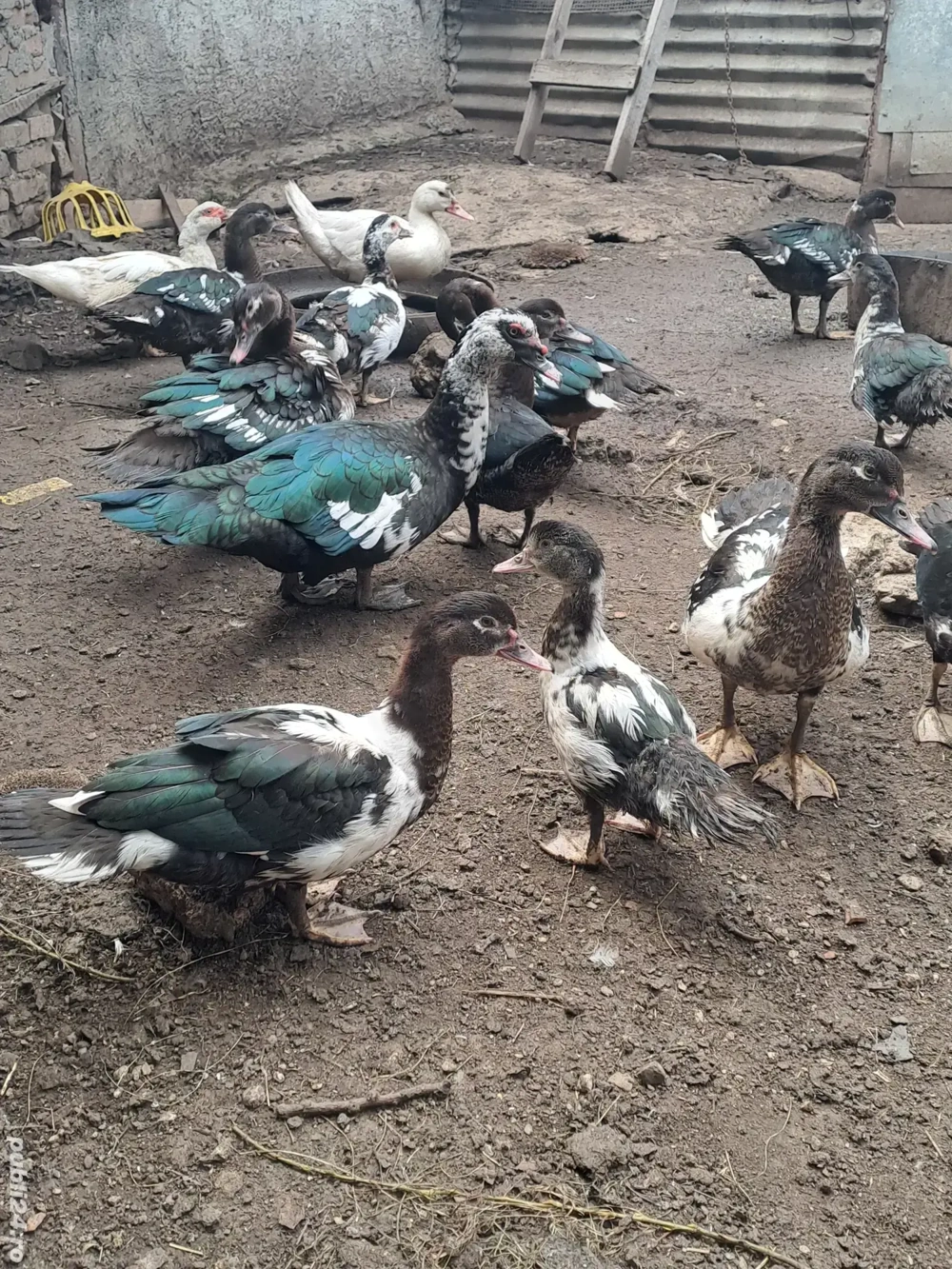 rate mute de anul asta