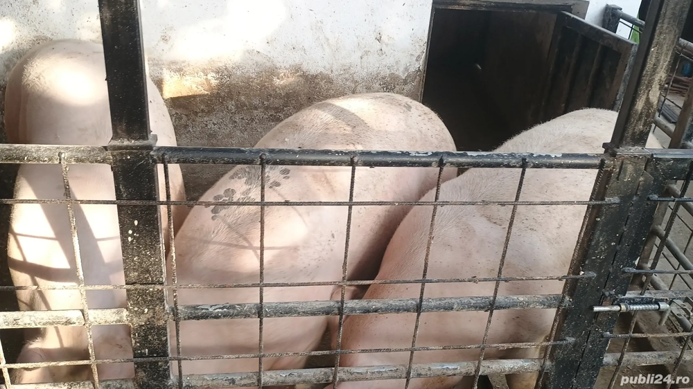 porci pentru Crăciun porci pentru Crăciun