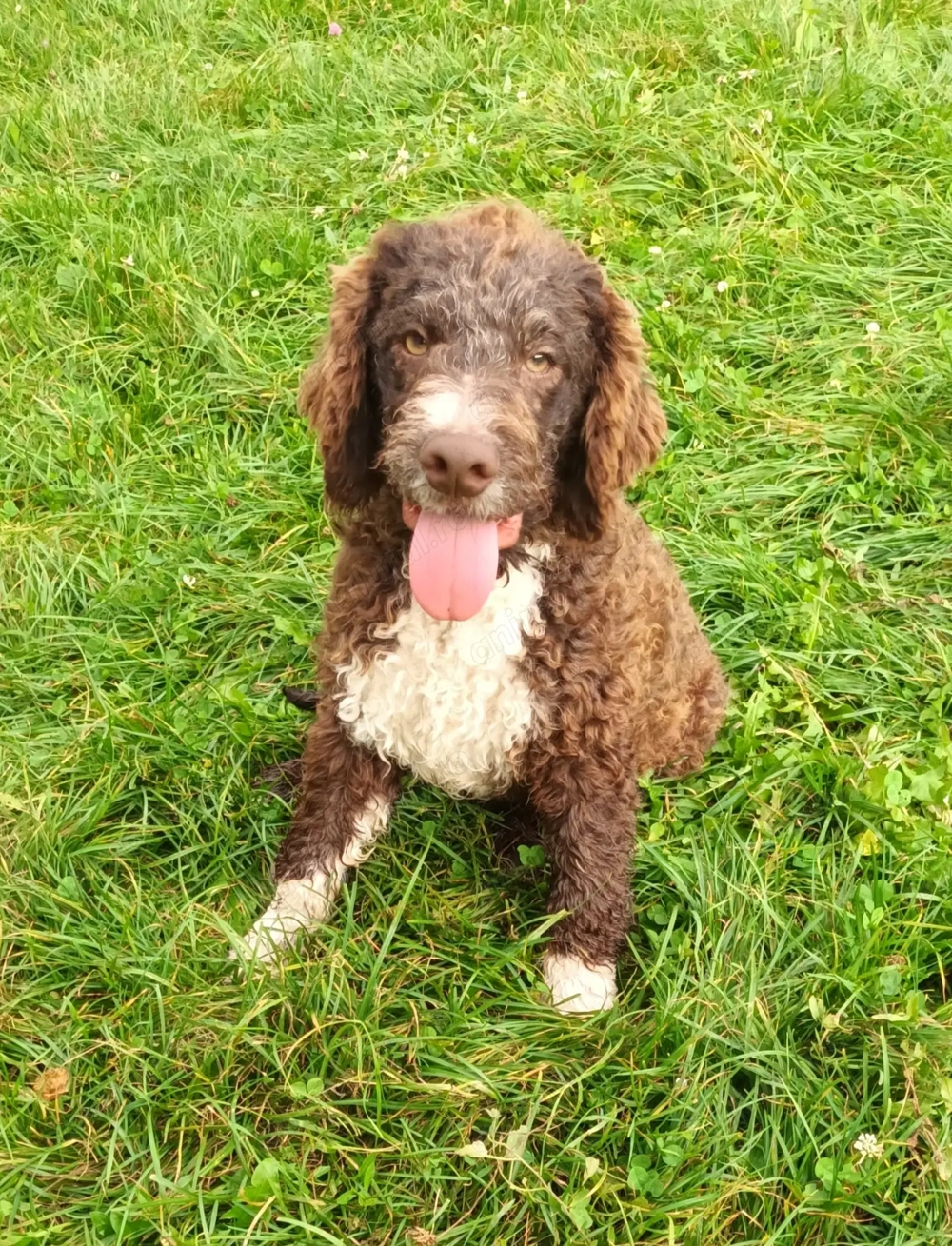 Catei   Pui Lagotto Romagnolo