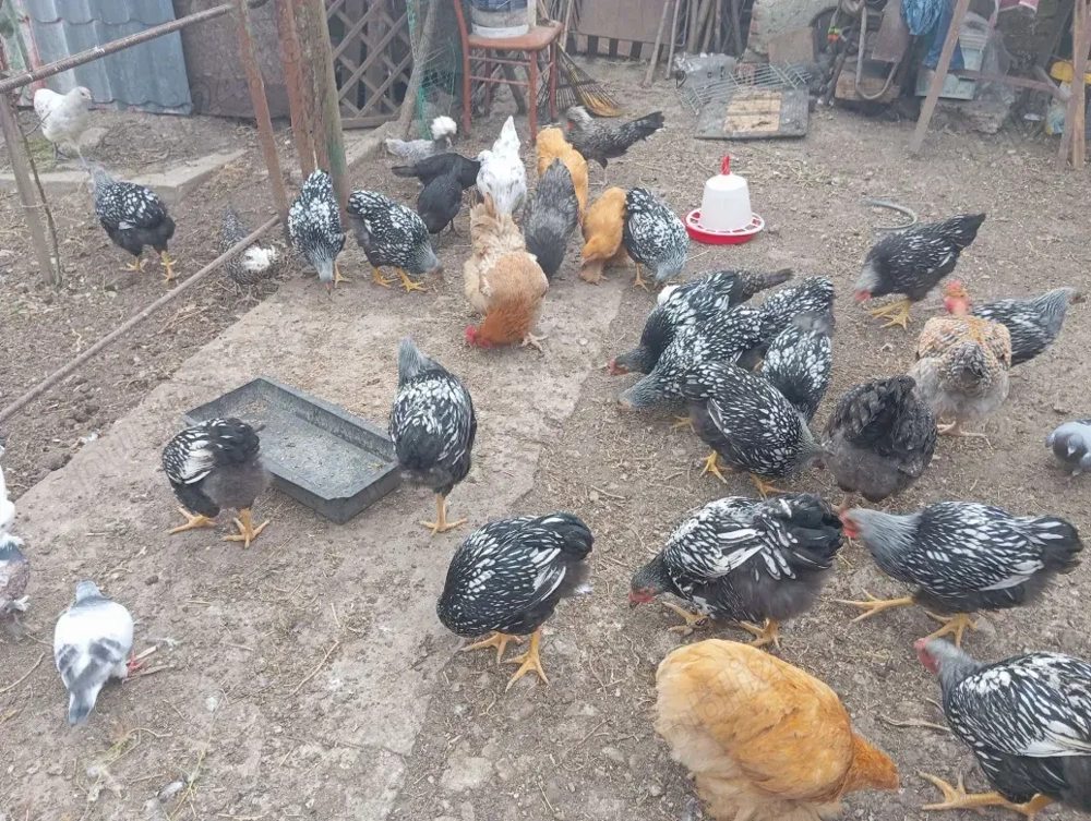 Gaini de rasa Wyandotte,Moțată olandeză, Australorp Gaini de rasa Wyandotte,Moțată olandeză, Australorp