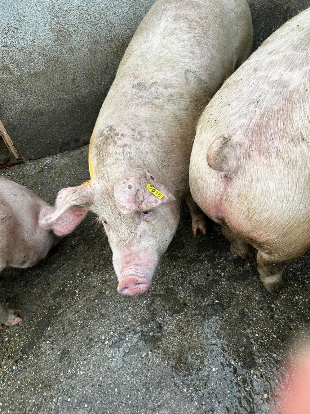 Porci de vânzare  Porci de vânzare