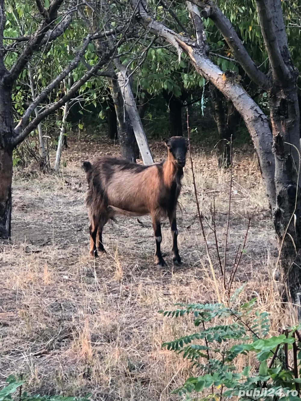 capre alpine franceze  capre alpine franceze