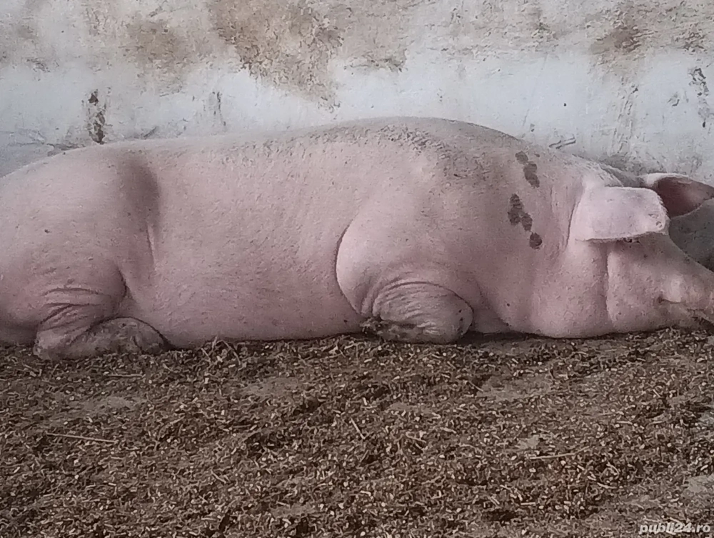 Scroafă de reproducție Landrace cu Marele Alb
