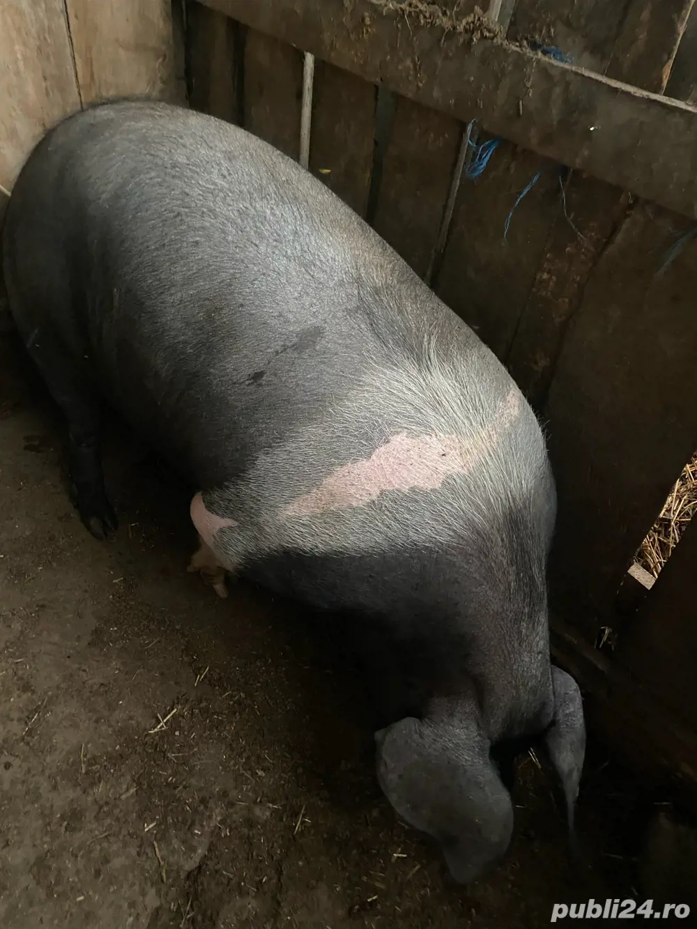 Vând purceaua Vând purceaua