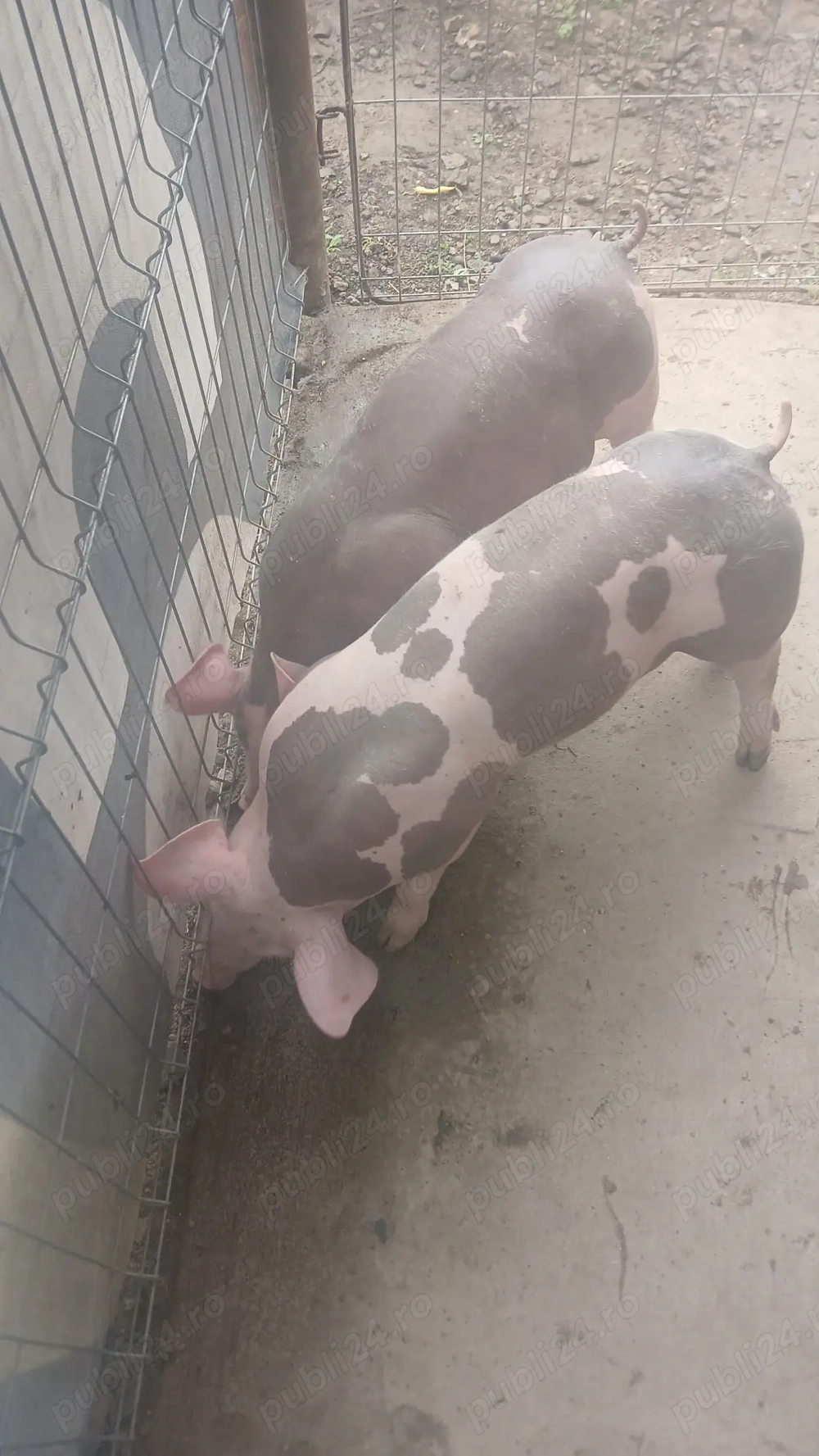 Vând 2 vieruti pietrean 