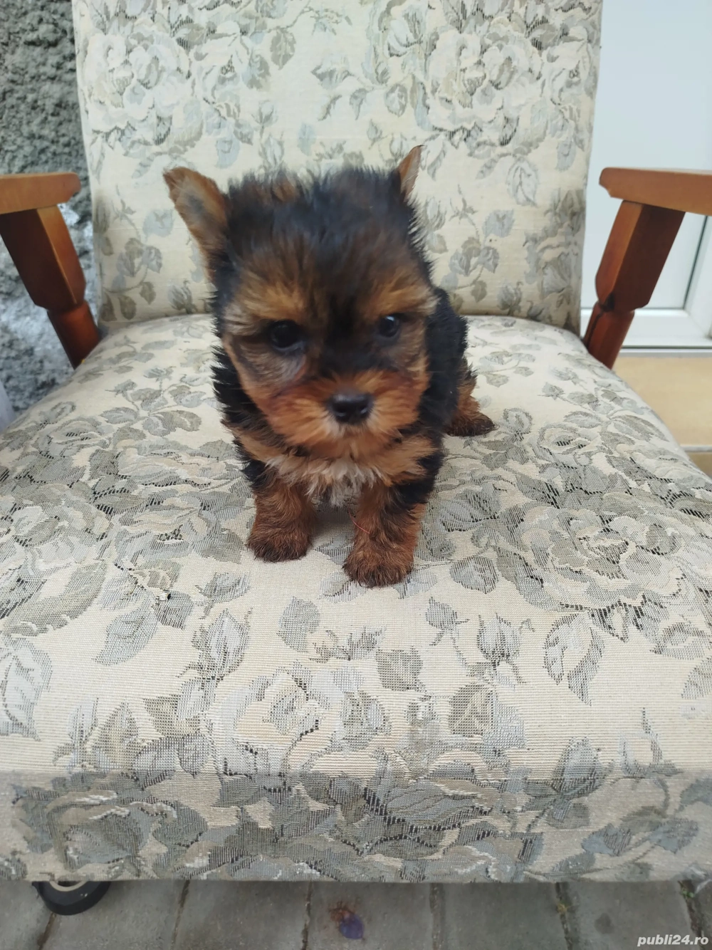 Yorkshire terrier talie mica
