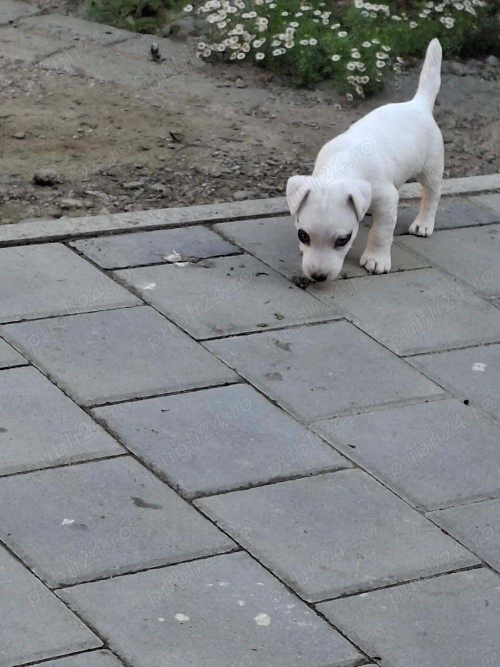 Băiețel Jack Russel 