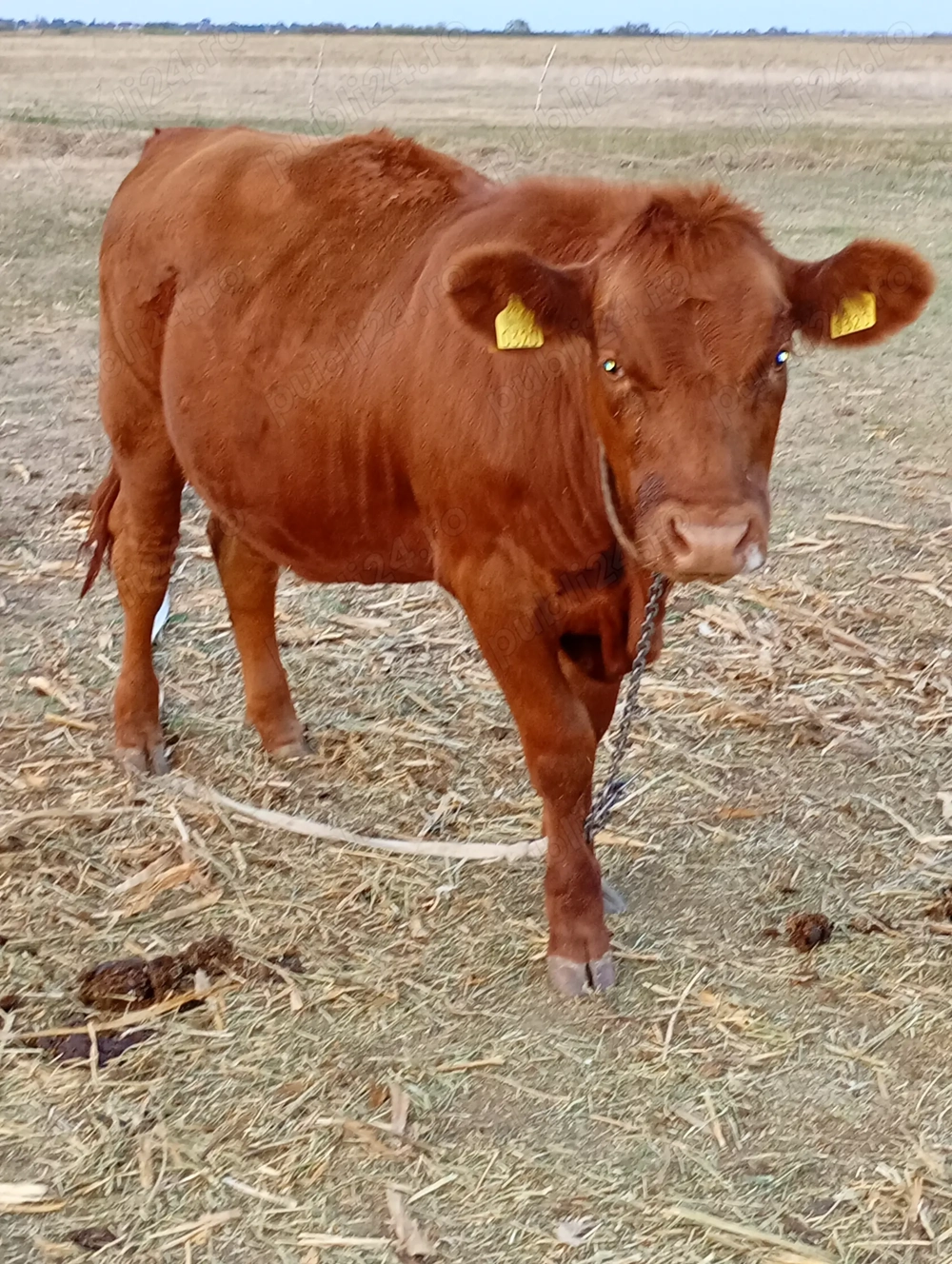 Vițea de vânzare  Vițea de vânzare